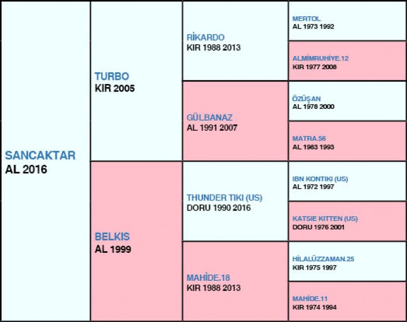 SANCAKTAR PEDİGRİ